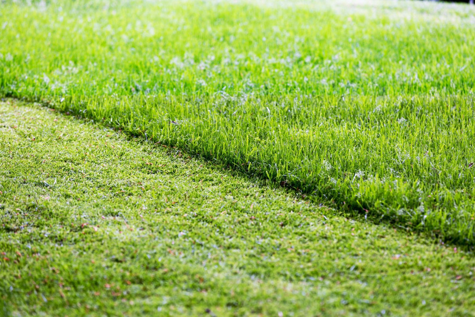 fresh cut lawn