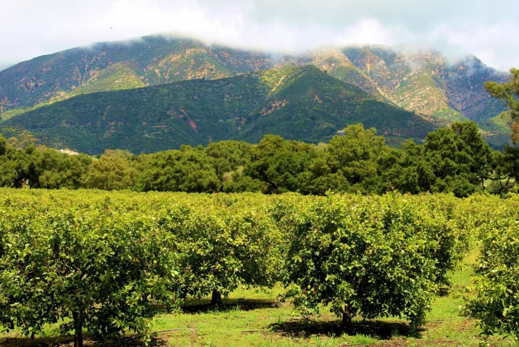 fruit trees in the yard