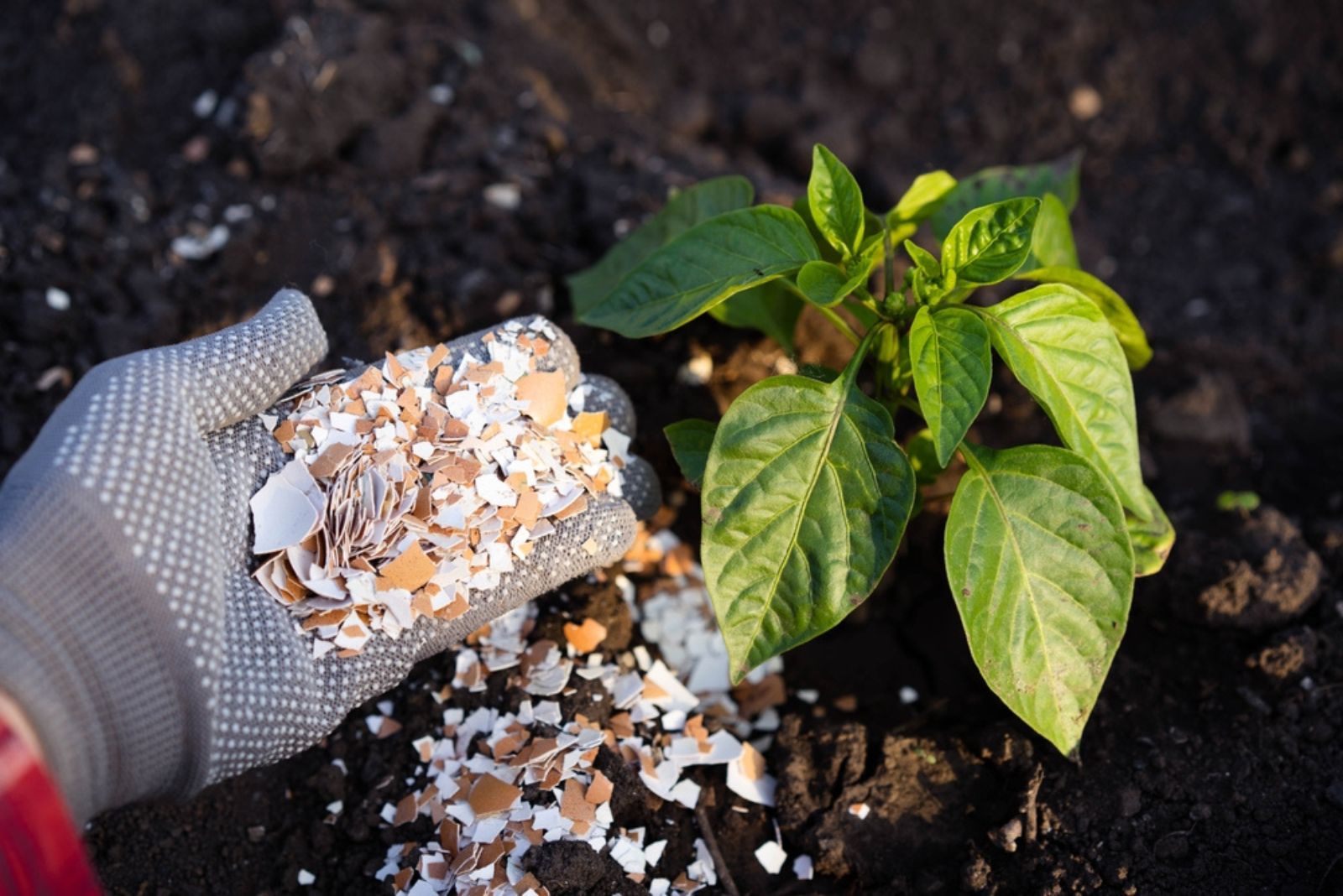 gardener fertilize plant with eggshells