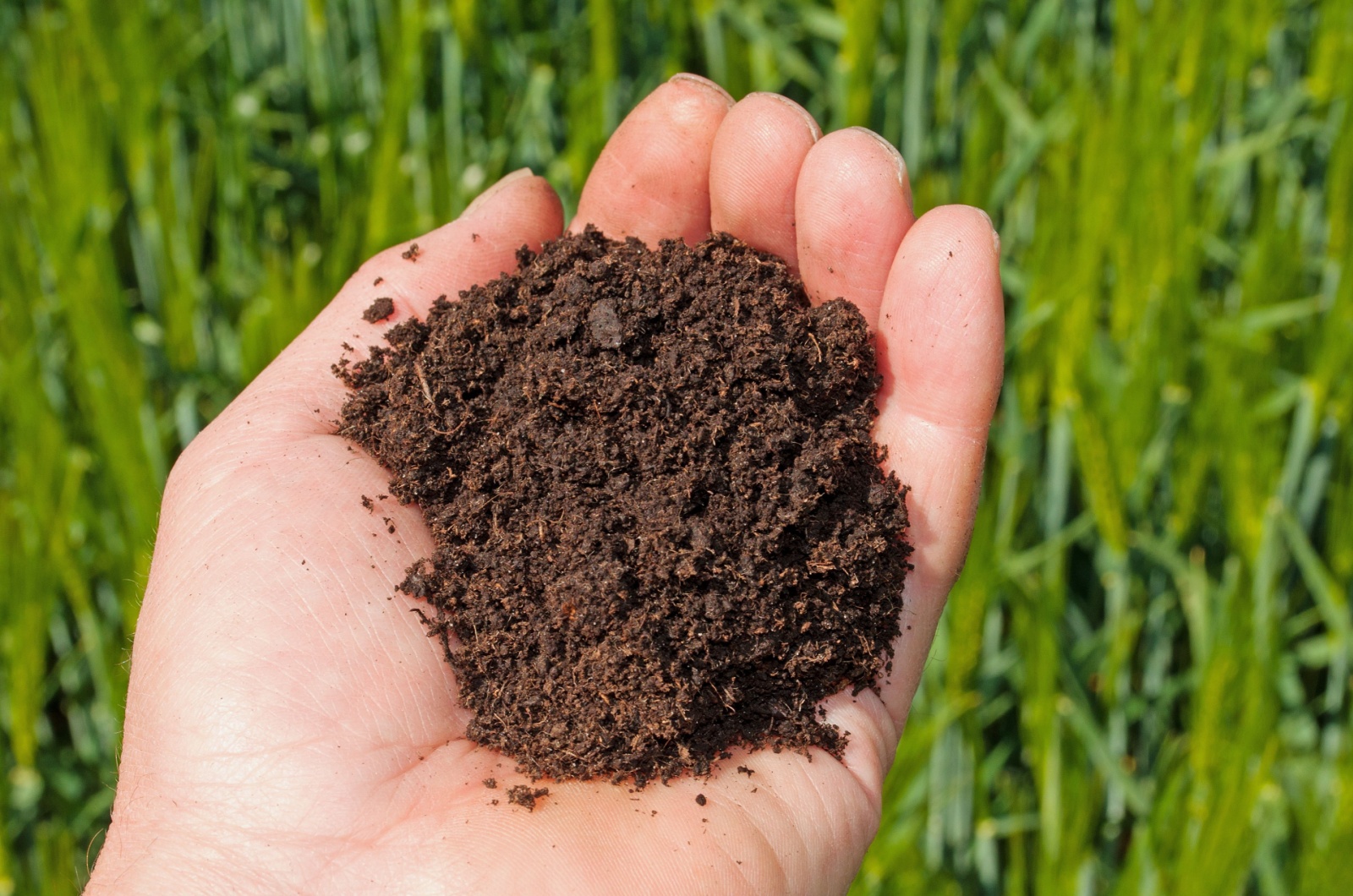 gardener holding a soil