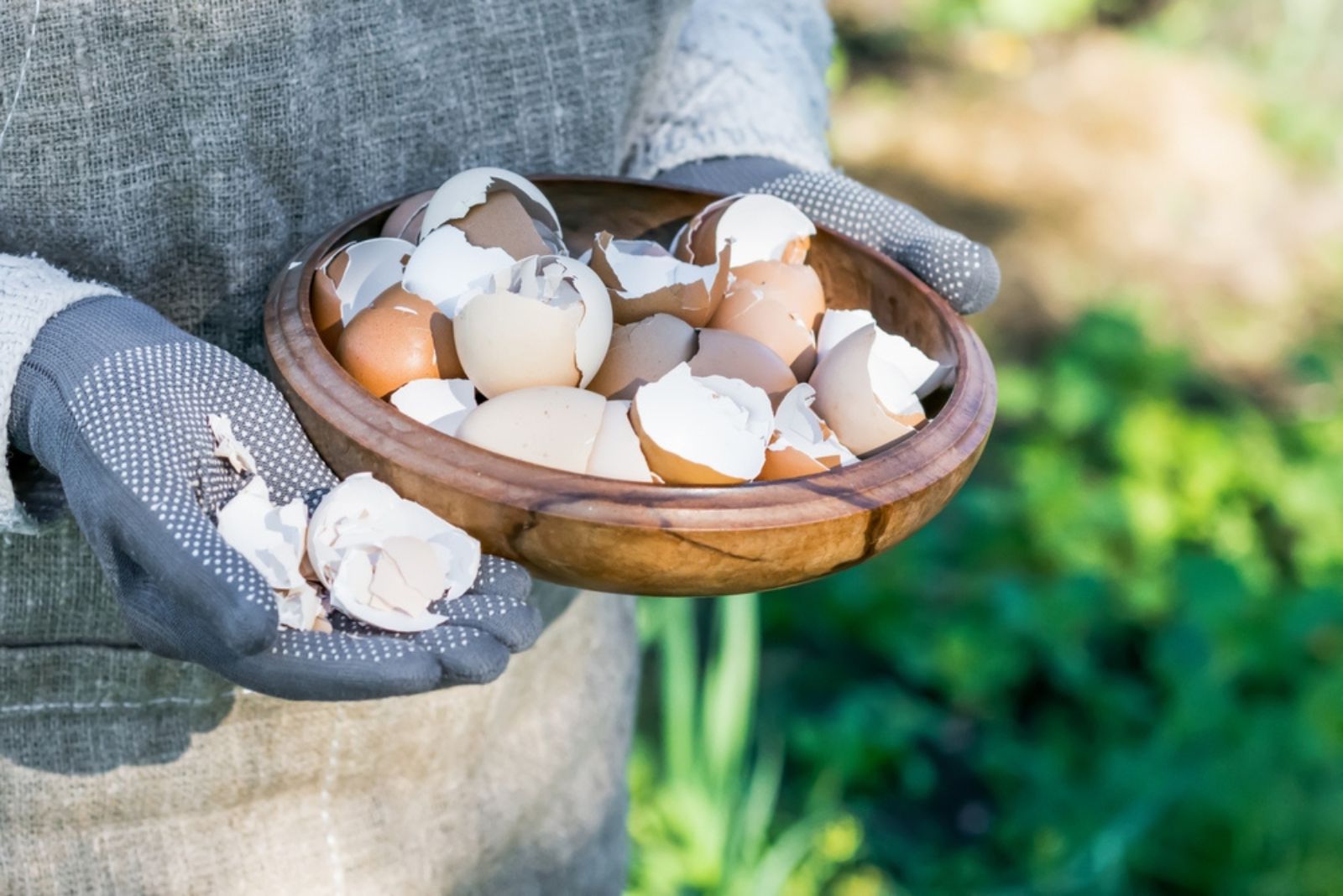 gardener holding egg shells