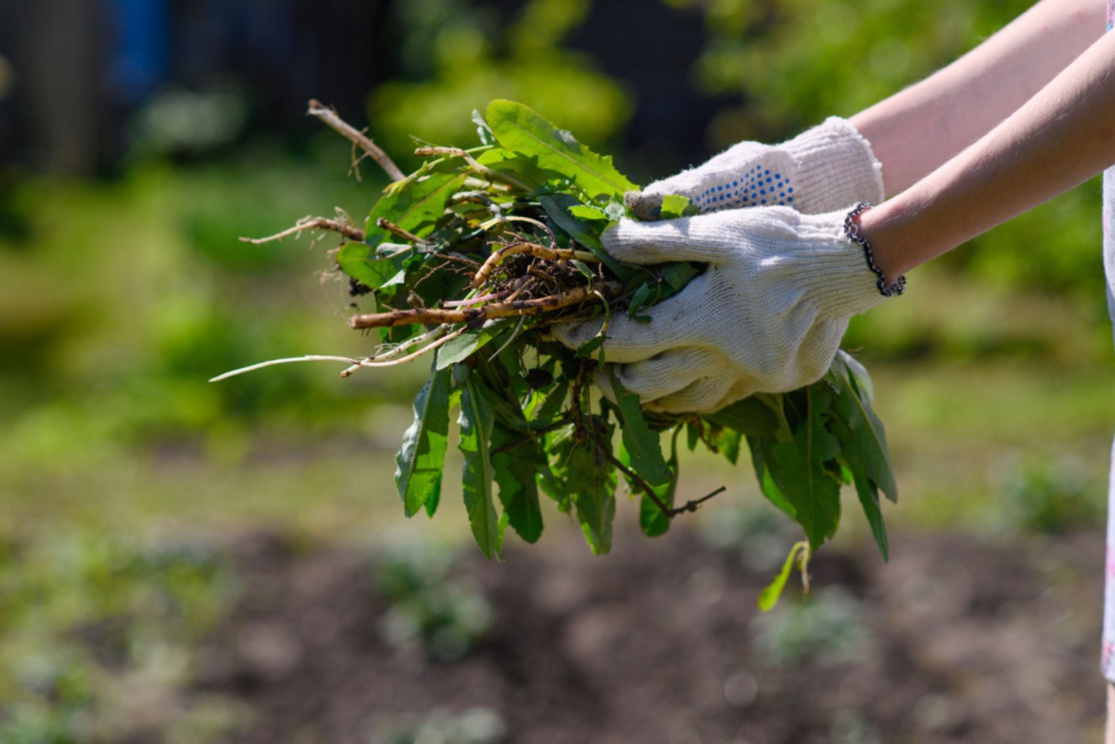 gardener holding weed in gloves