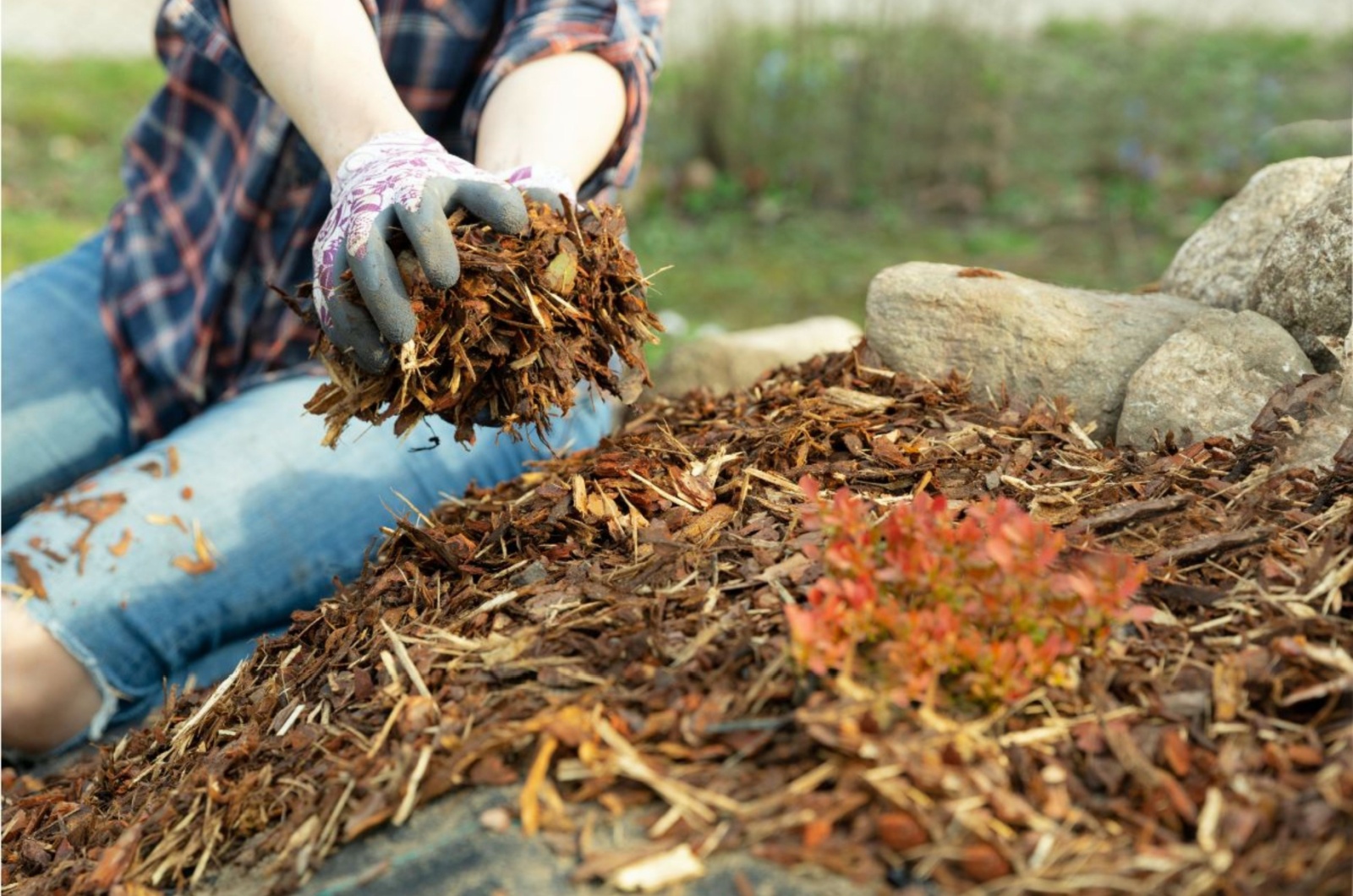 gardener mulching garden