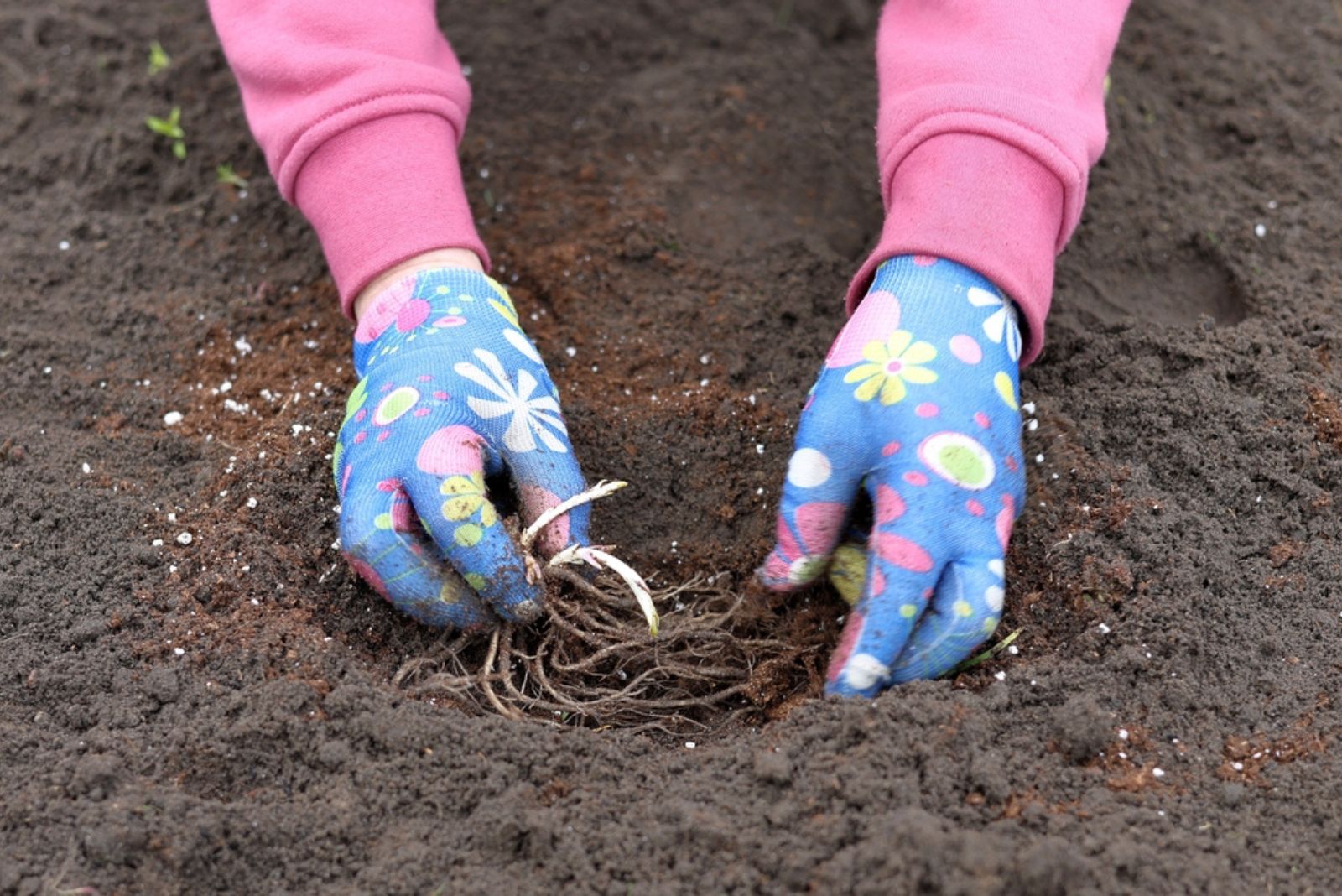 gardener planting peony