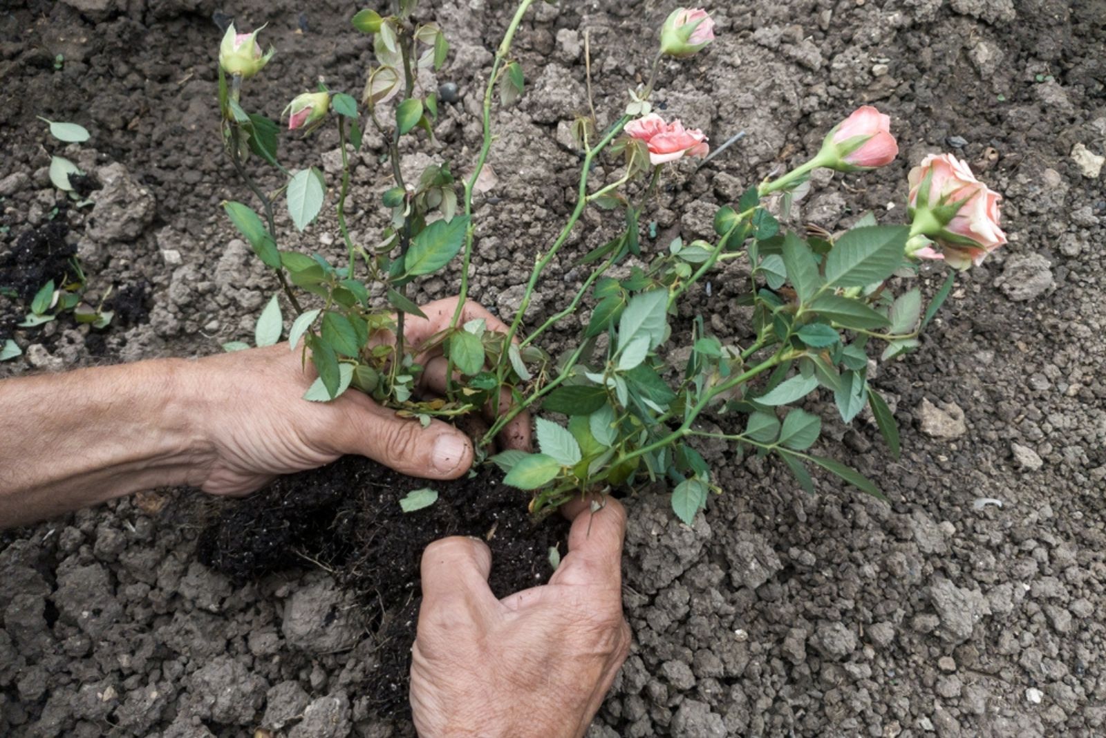 gardener planting rose bush