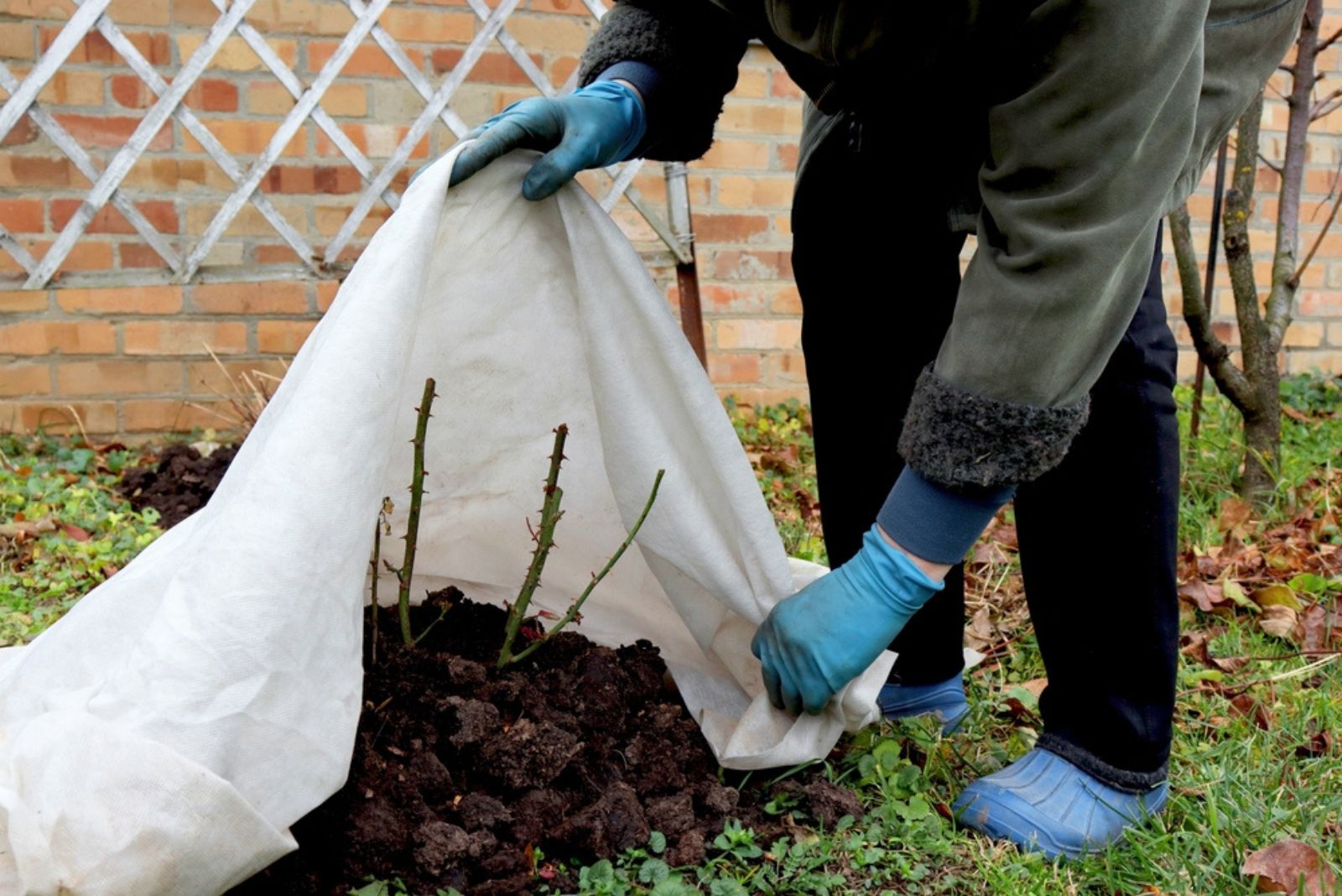 gardener protecting plant with blanket