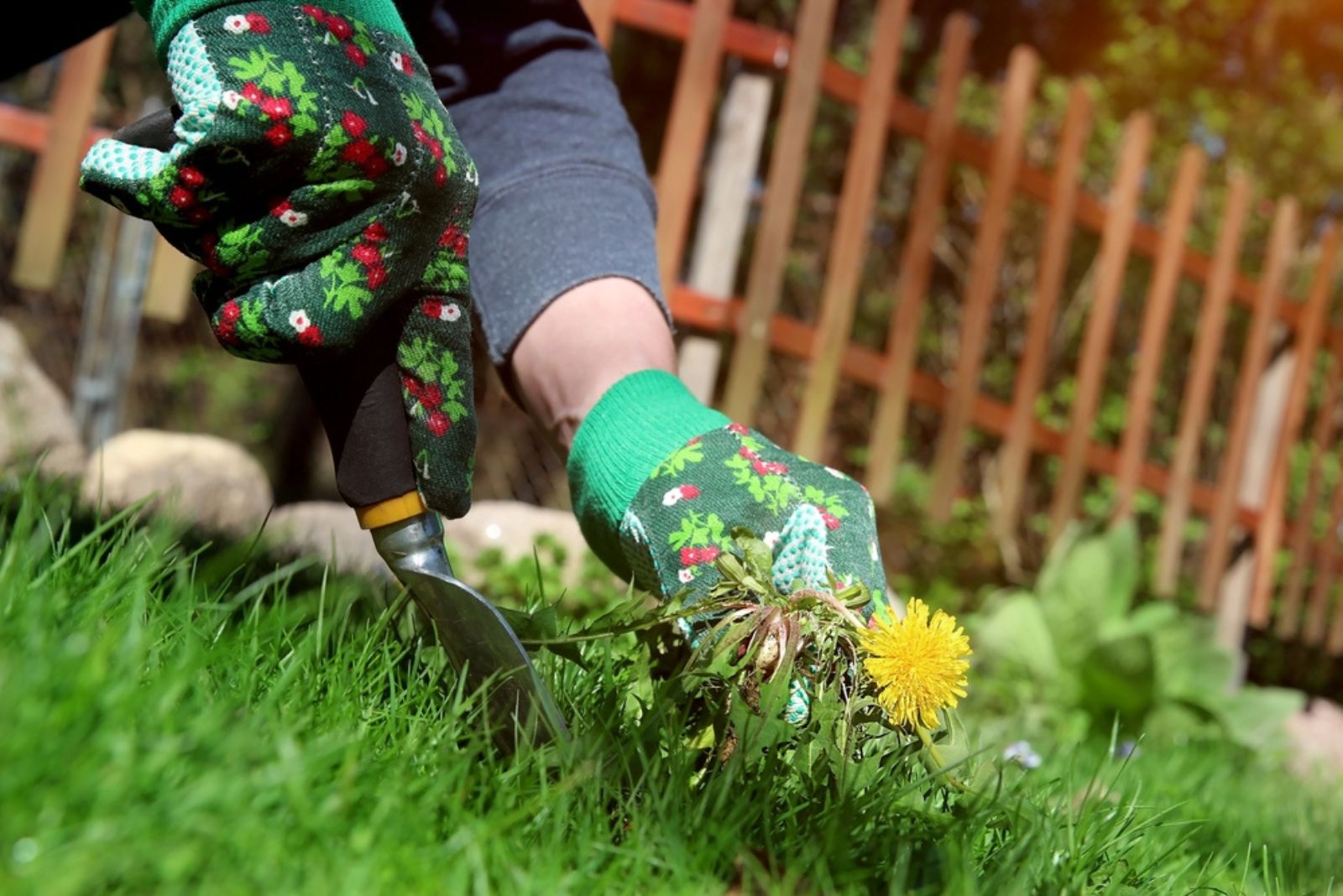 gardener pulling dandelions from yard with tool