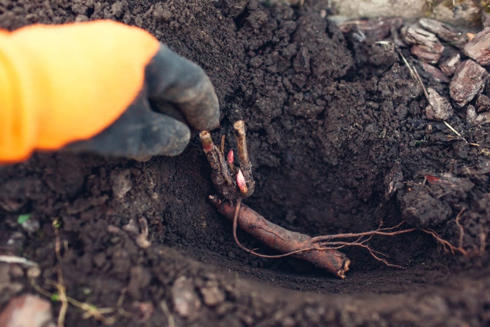 gardener putting peony root in soil