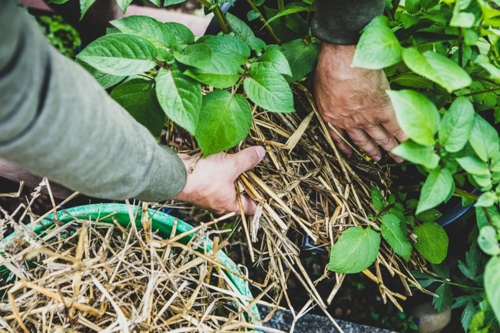 gardener putting straw in a pot