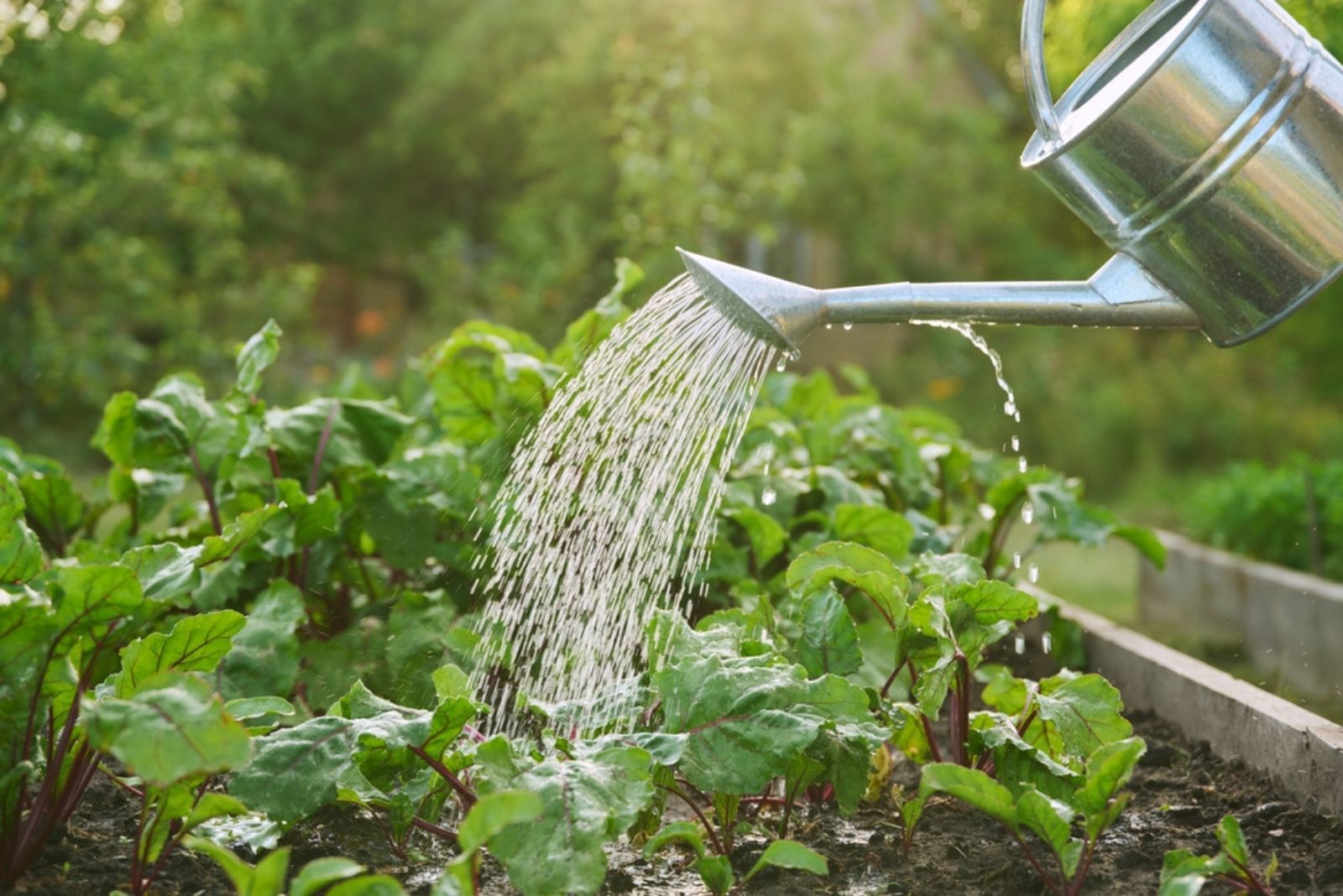 gardener watering beet plants