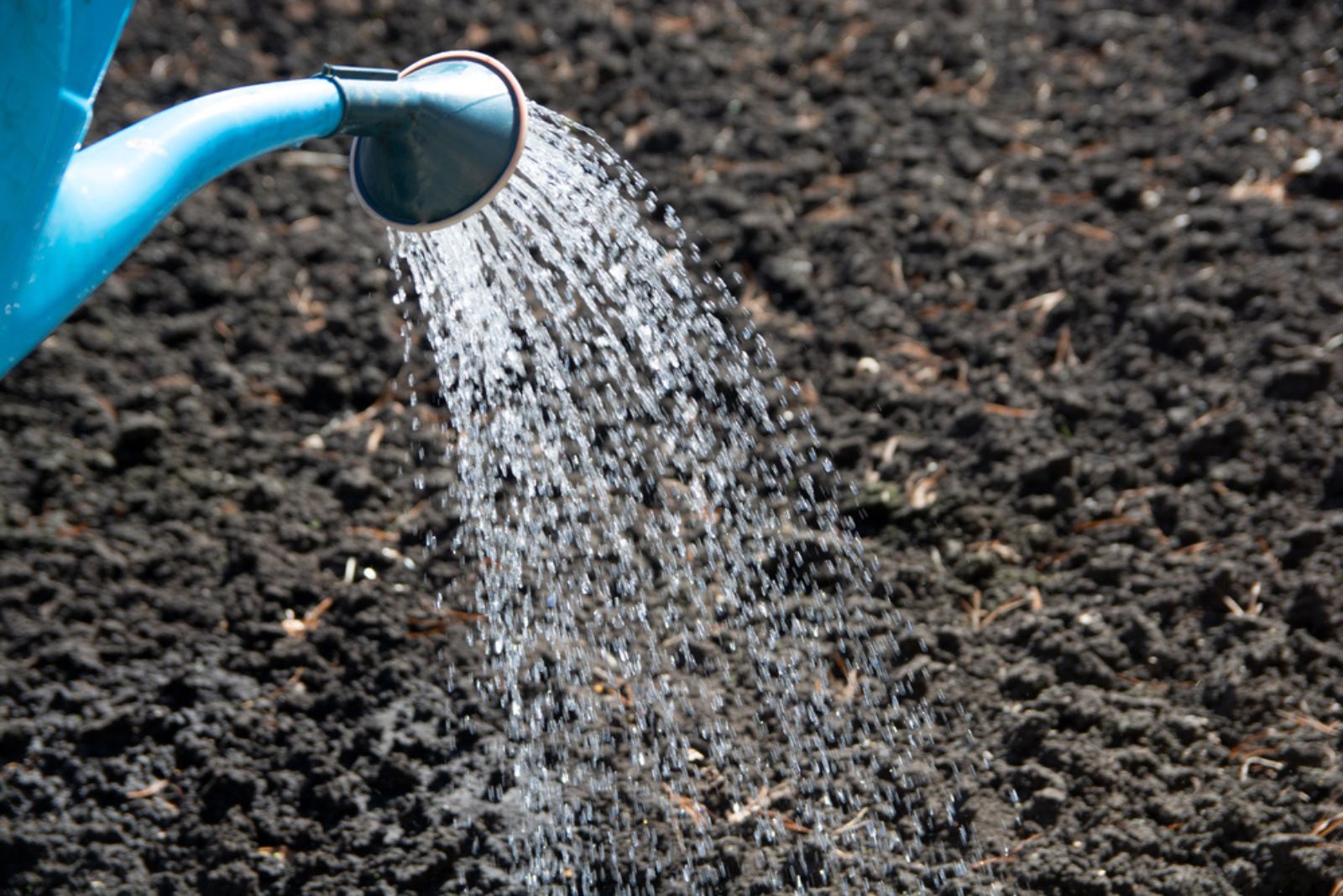 gardener watering soil