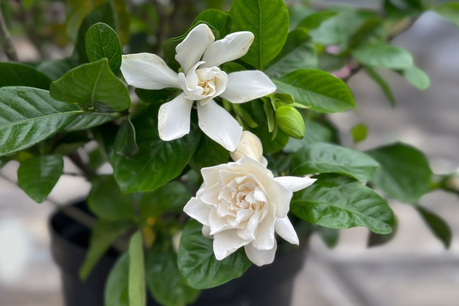 gardenia in pot