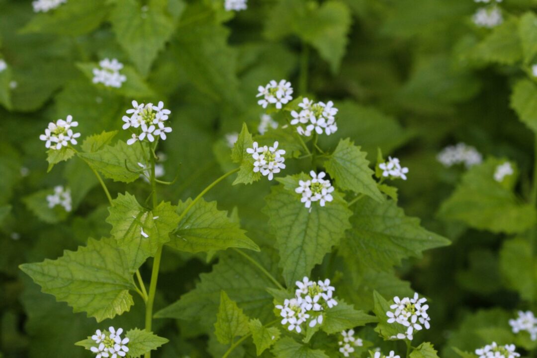 11 Invasive Plants That Can Destroy Your Yard And Are Hard To Remove