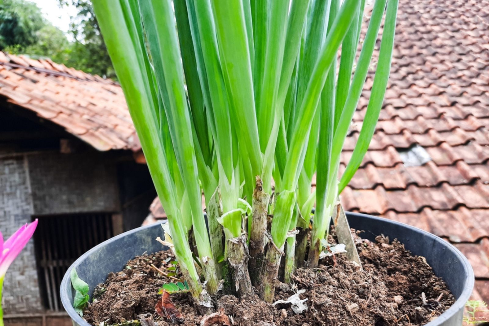 garlic in pot