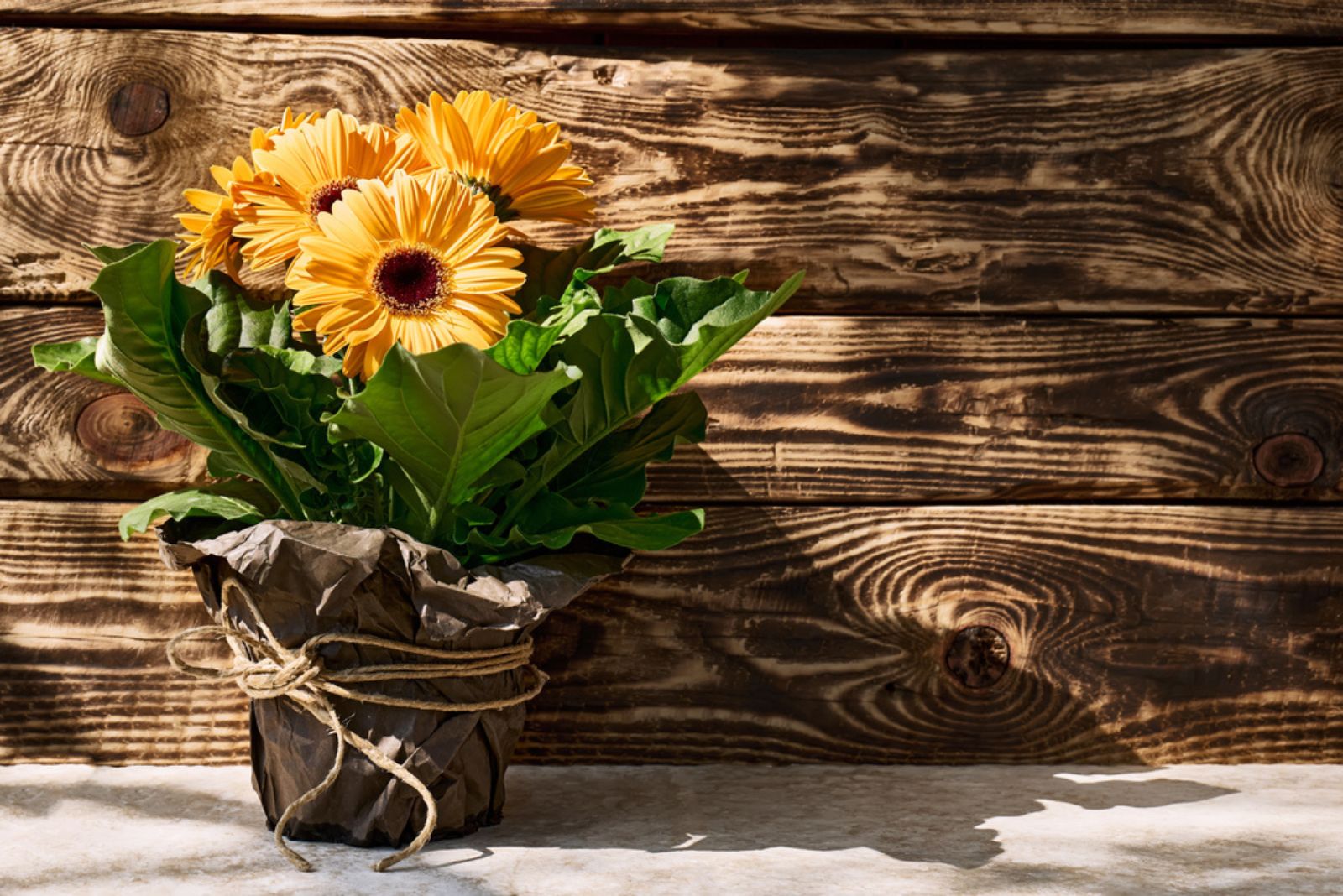 gerbera daisy in pot