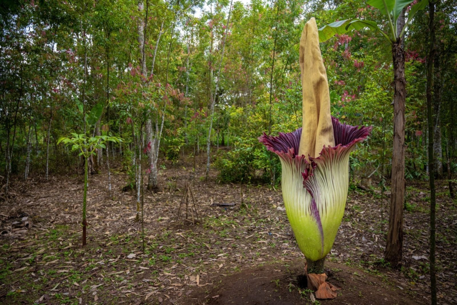 giant Corpse Flower