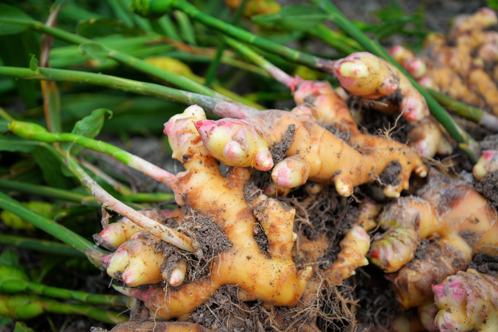 ginger root