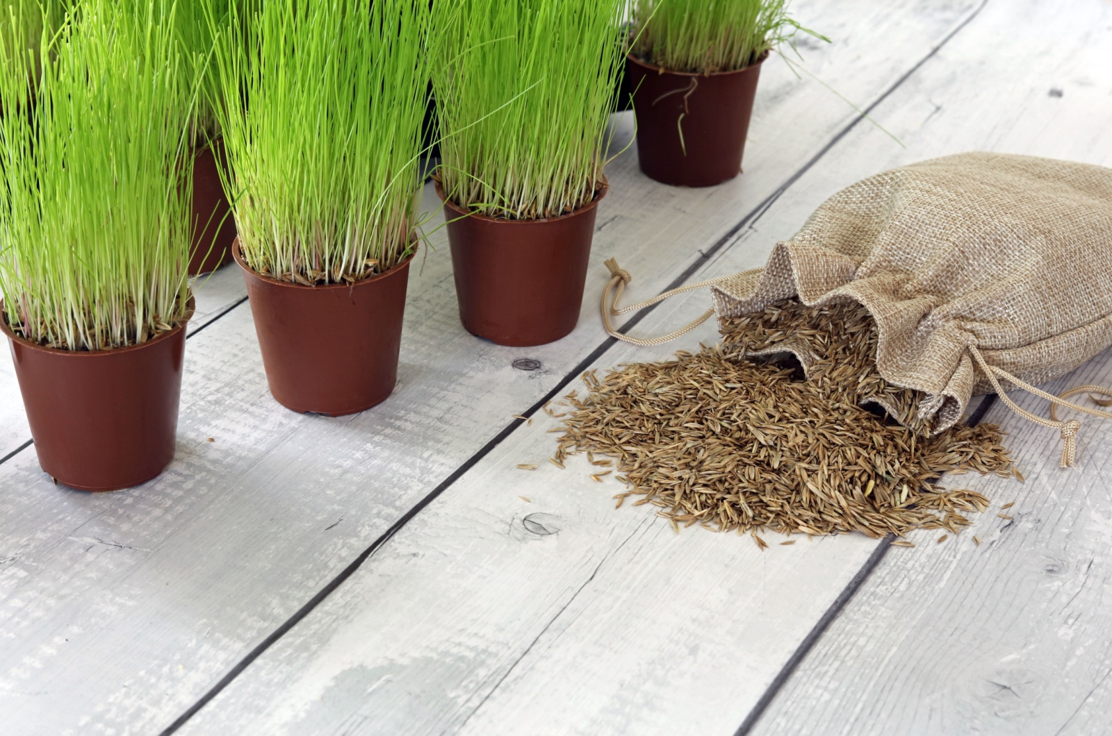 grass seeds stored in sack