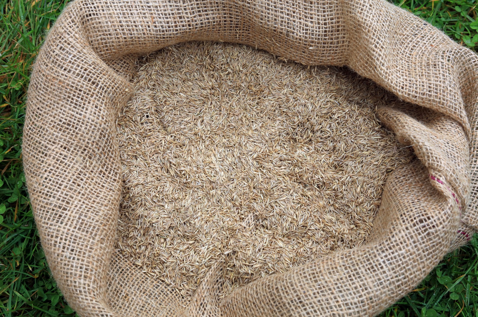 grass seeds stored