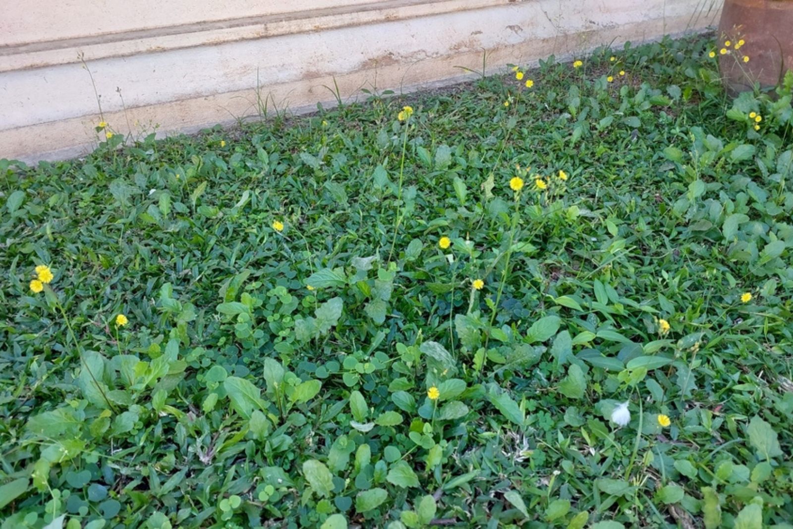 green cover crop with flowers