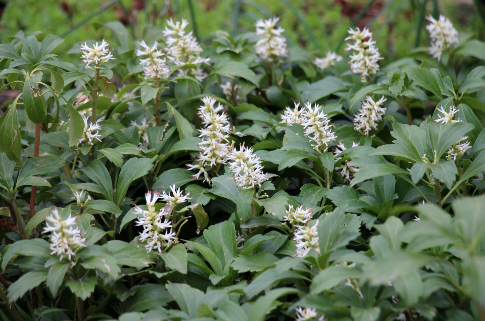 ground covers