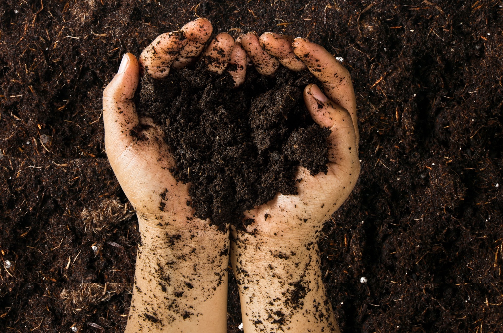 hands holding a soil