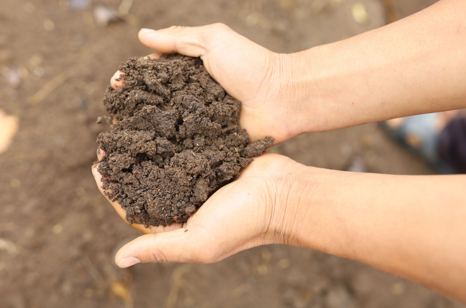 hands holding soil