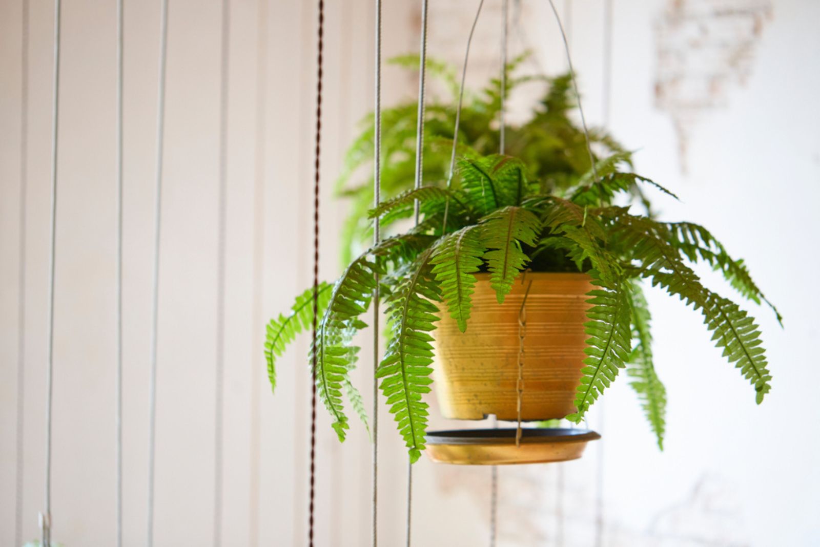 hanging boston fern