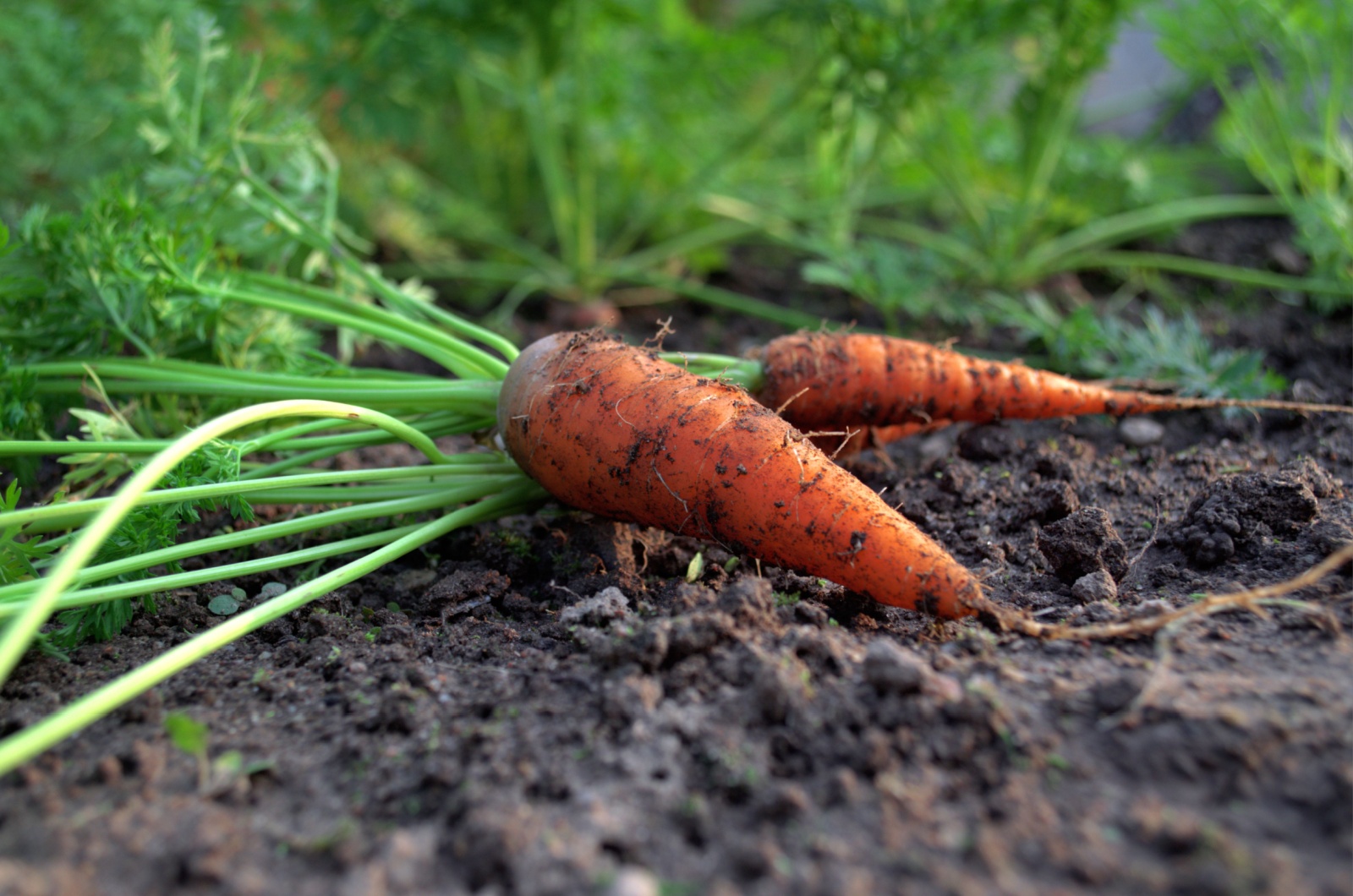 harvested carrots