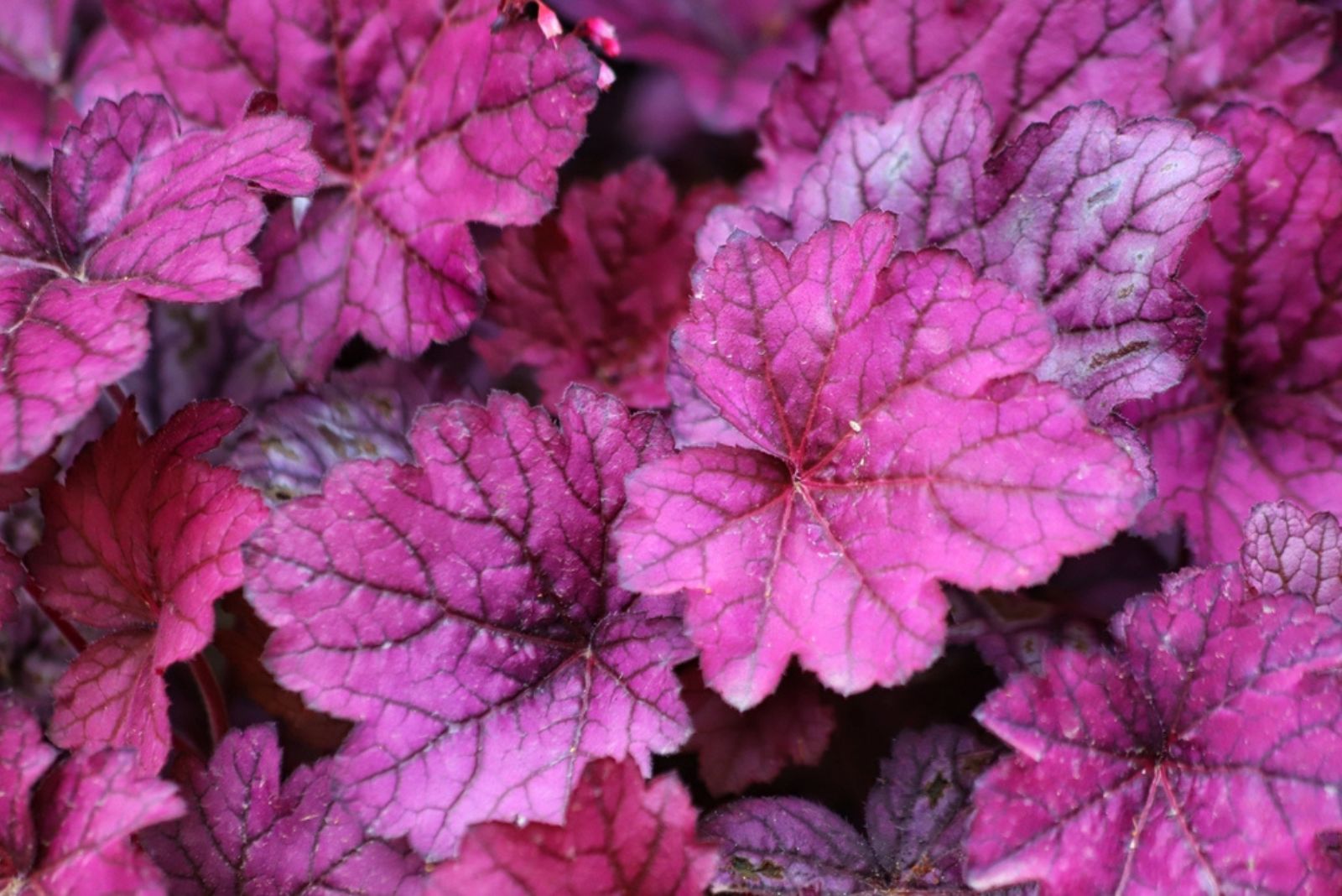 Heucheras 