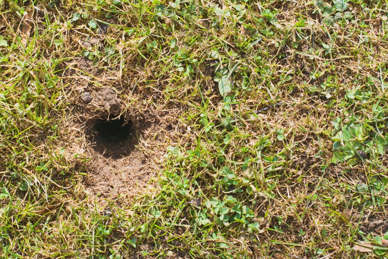 hole in lawn