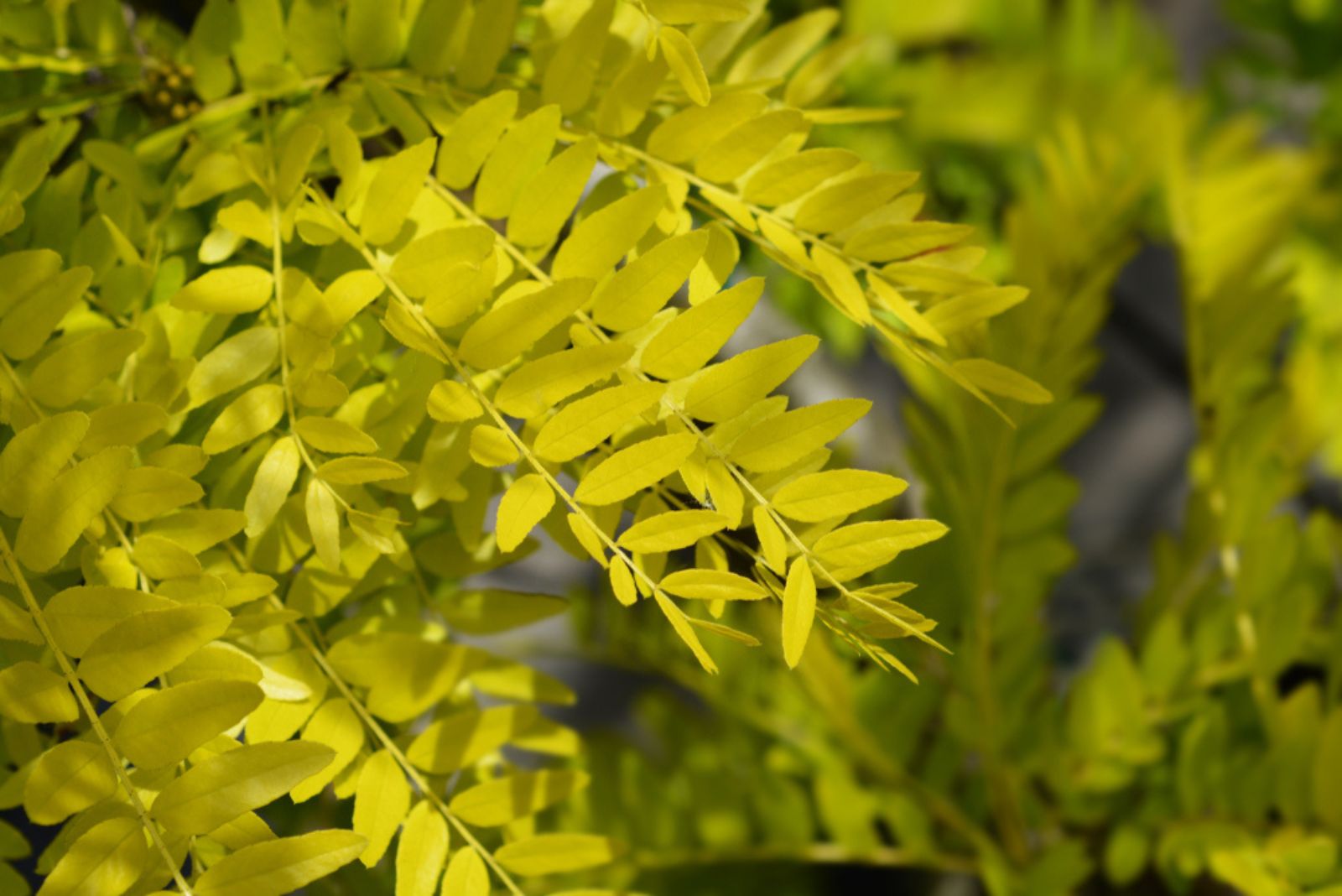 honeylocust