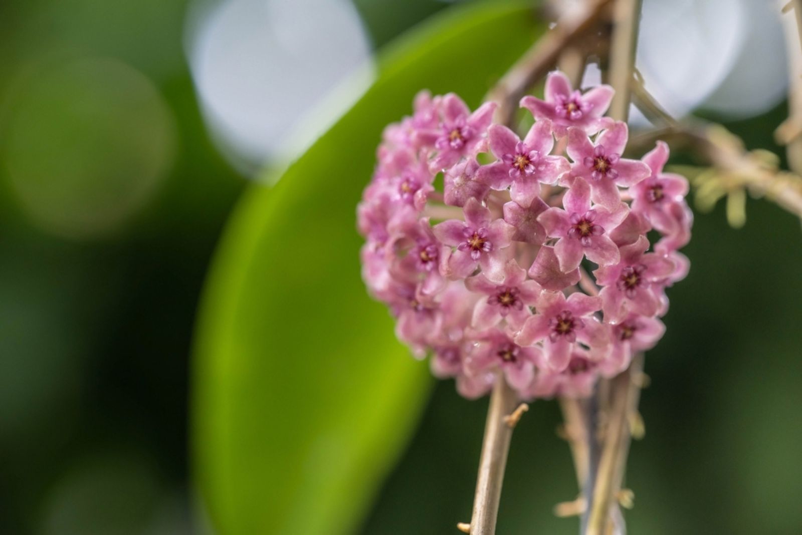 hoya flowers