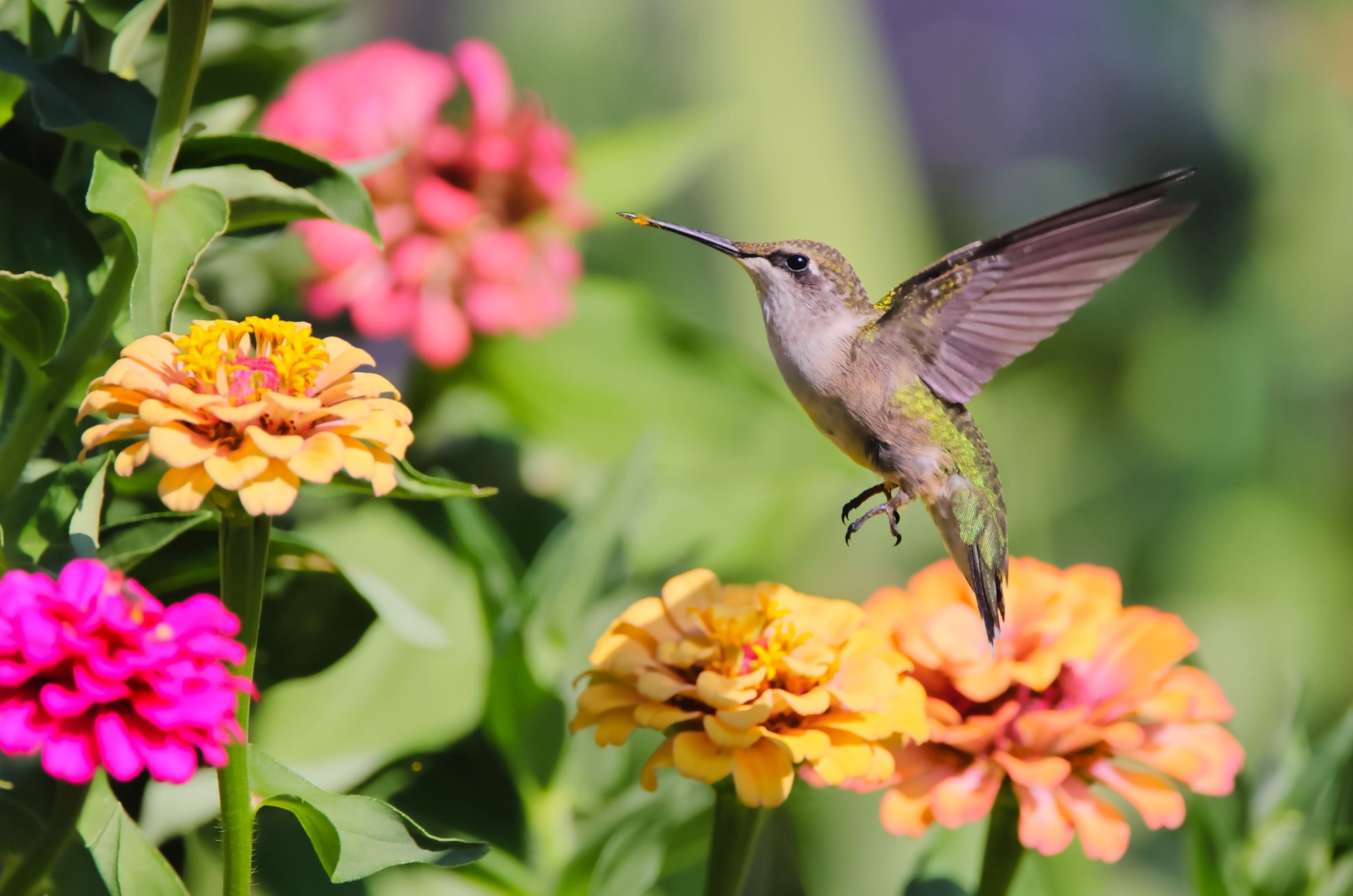 hummingbird and bright flowers