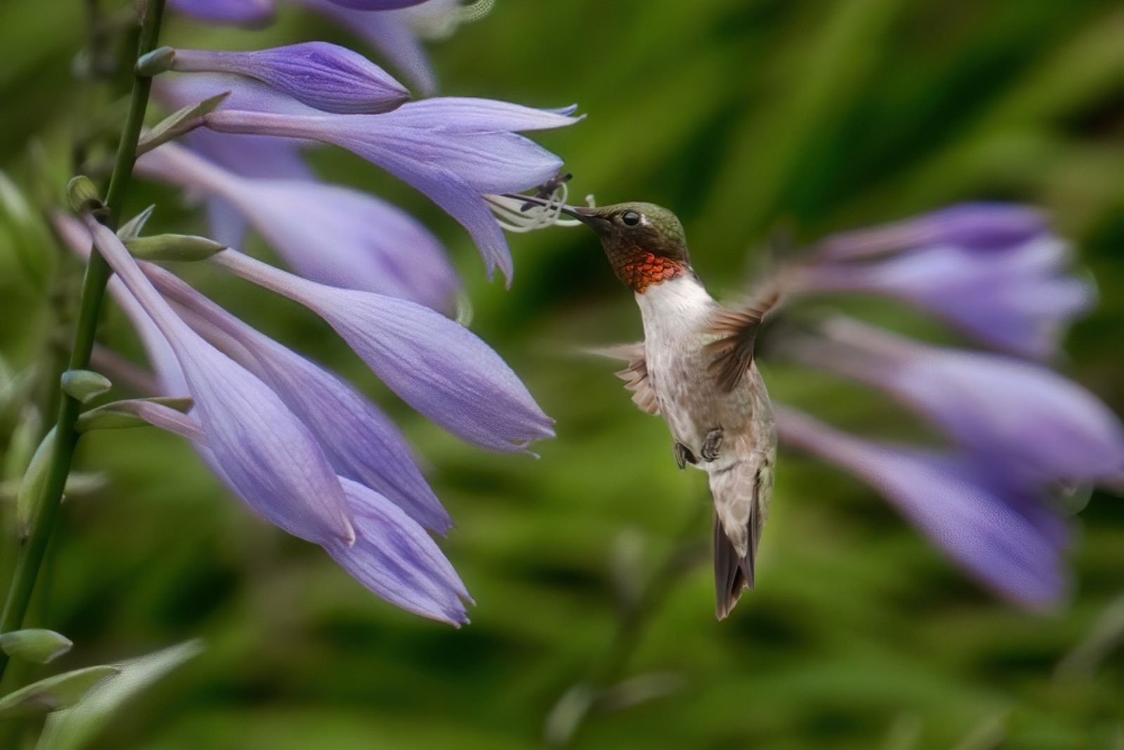 hummingbird drinking from hosta flower