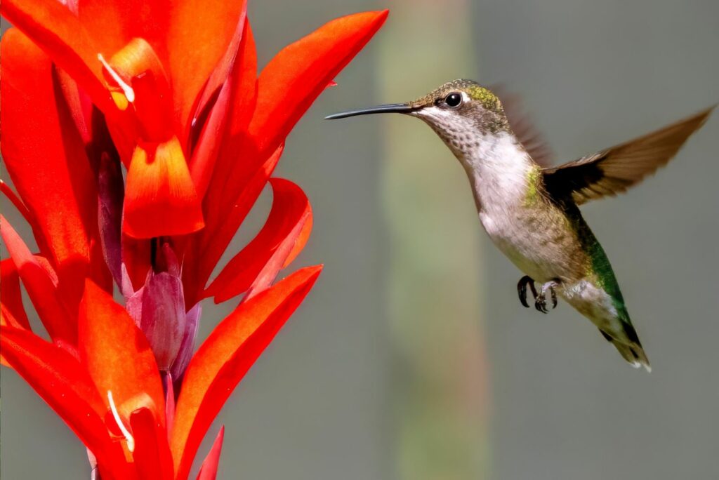 hummingbird feeding on nectar from a Canna Lily flower