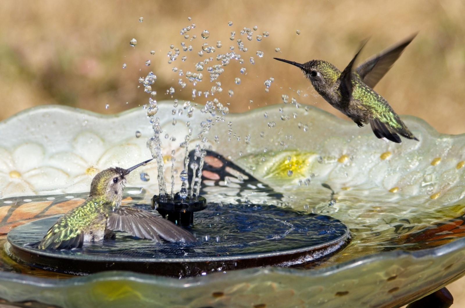 hummingbird fountain