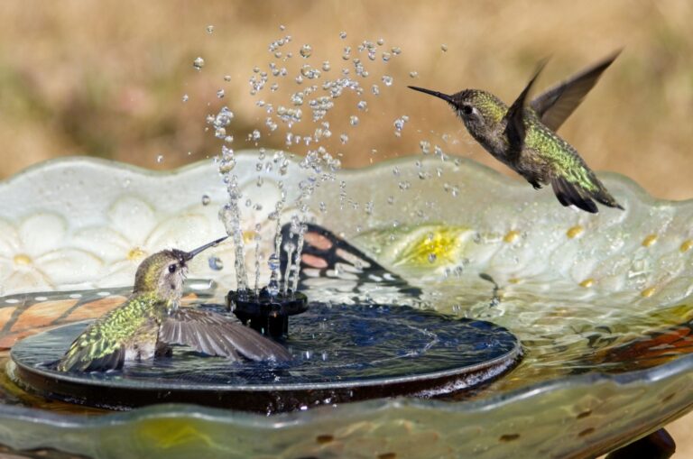 Make A Cute Water Fountain For Hummingbirds With Thrifted Gems You ...