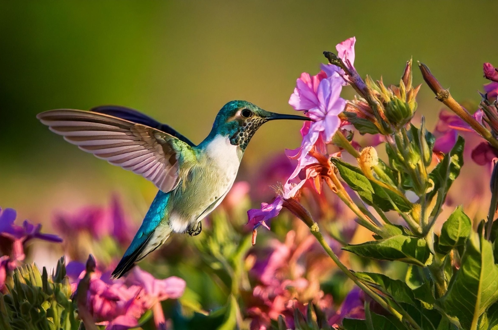 hummingbird in garden