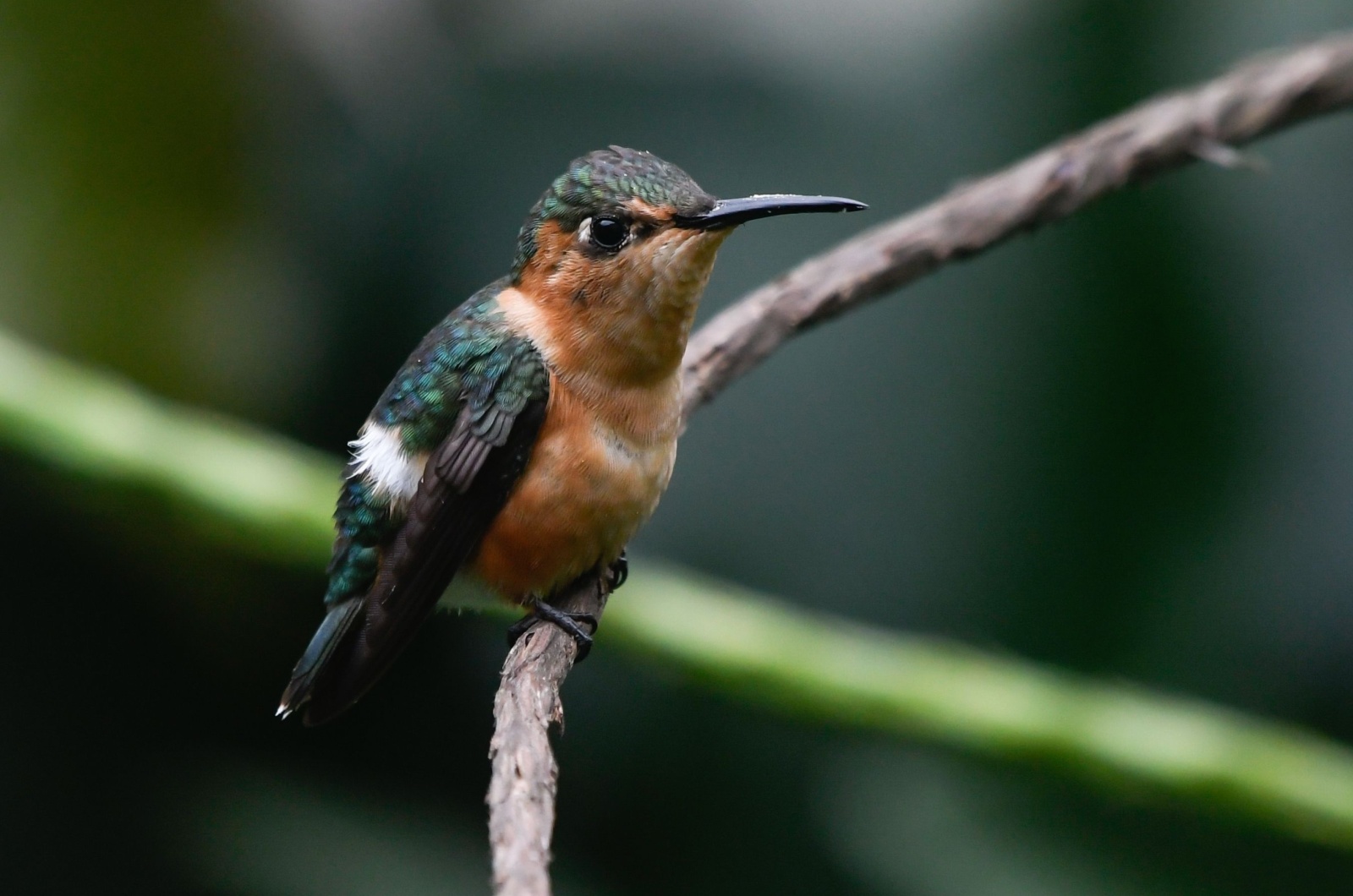 hummingbird standing on a branch