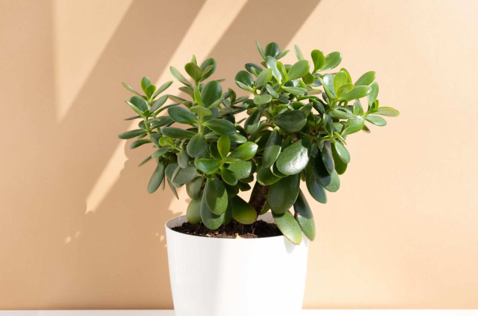 jade plant (1)