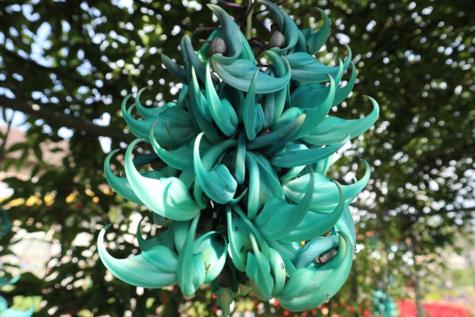 jade vine