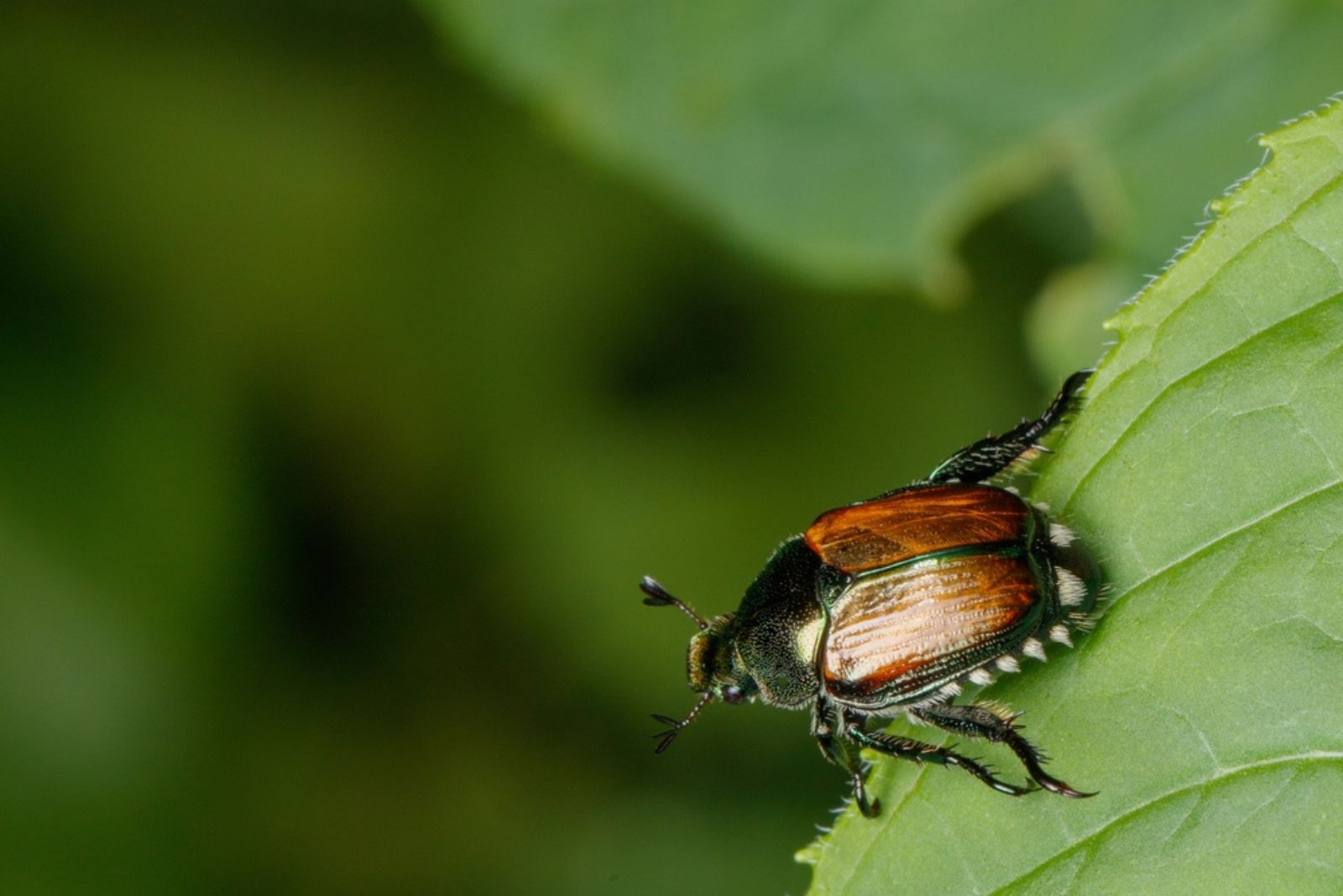 japanese Beetles