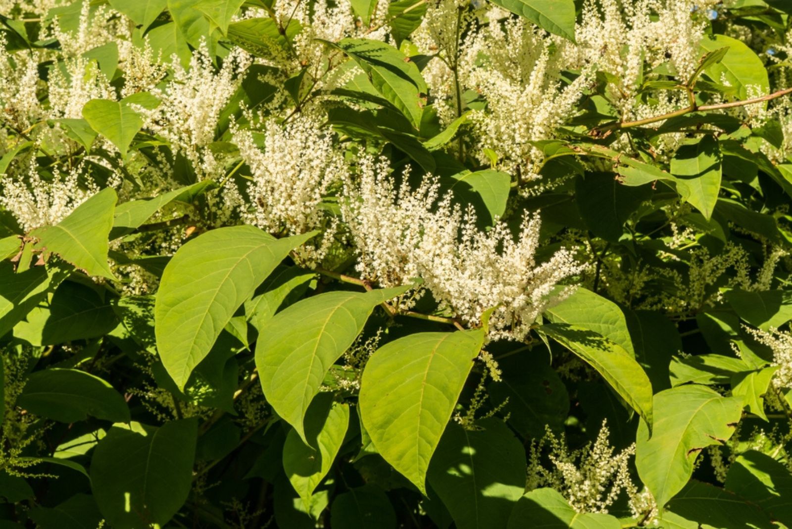 japanese knotweed