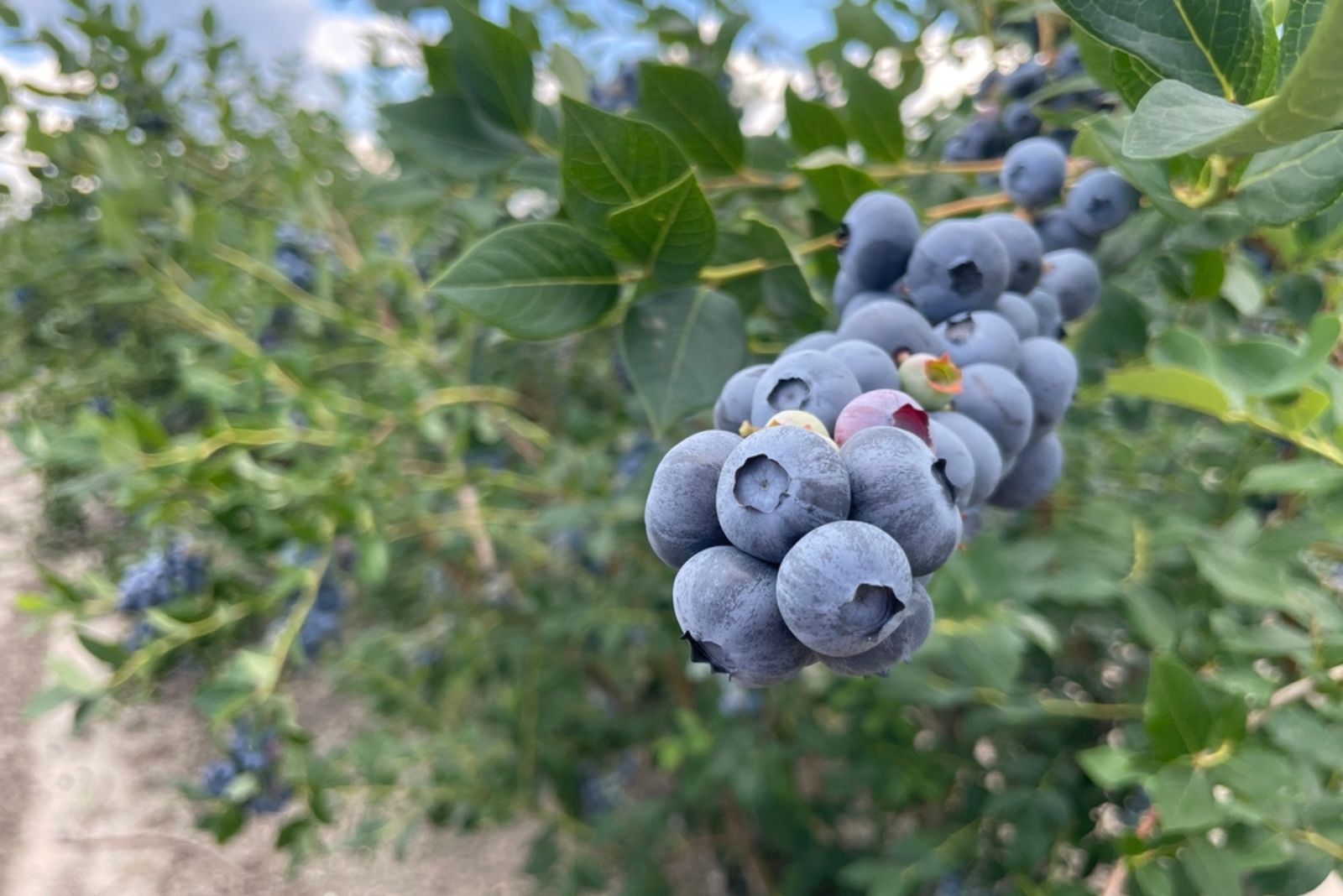 jersey blueberry