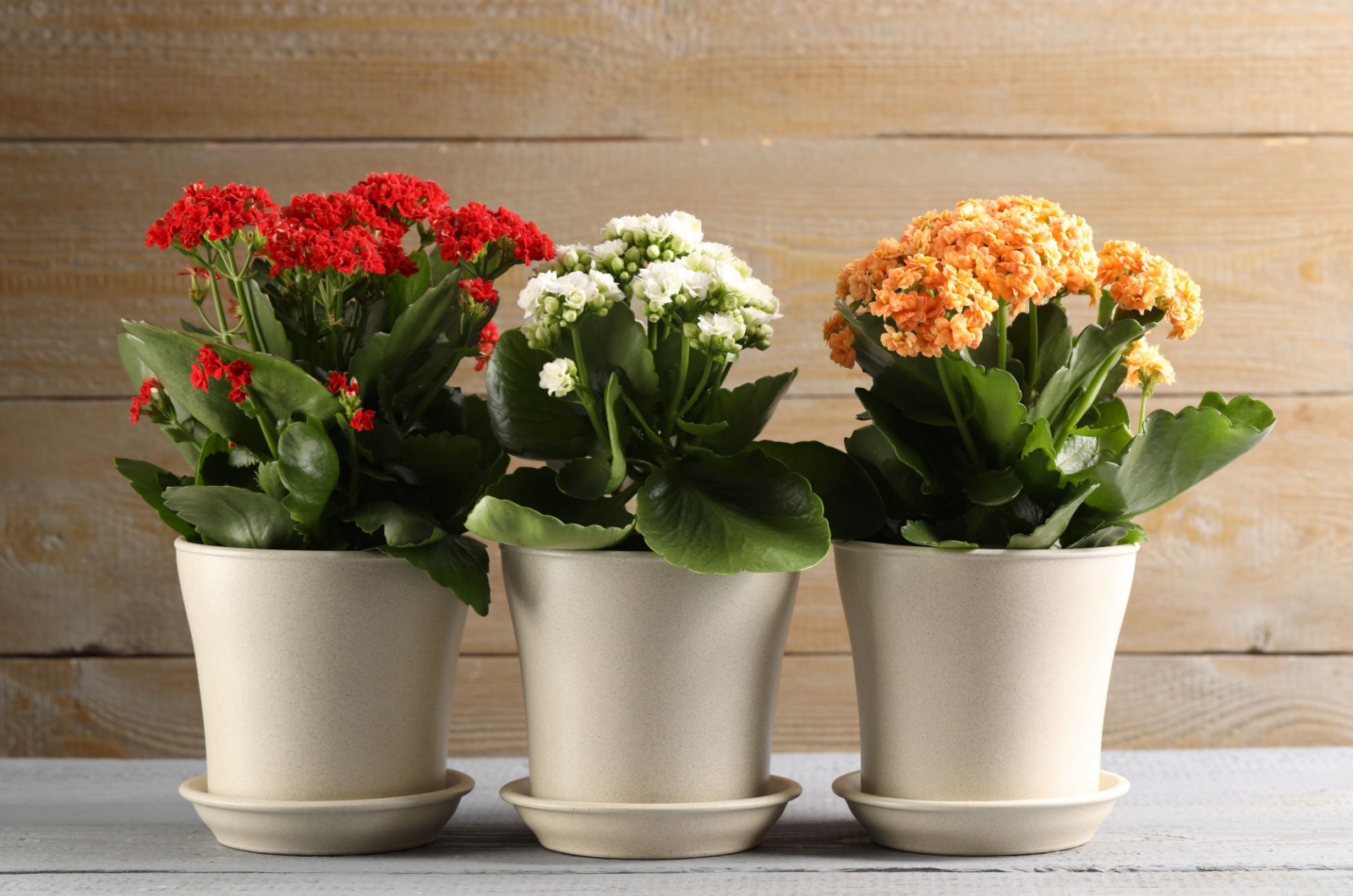 kalanchoe