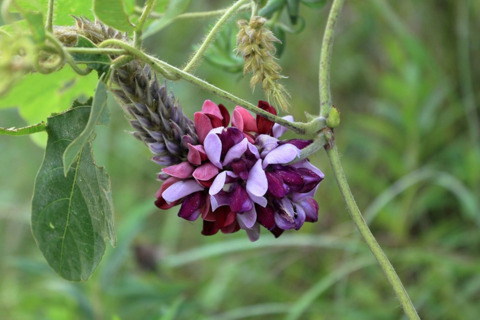 kudzu flower