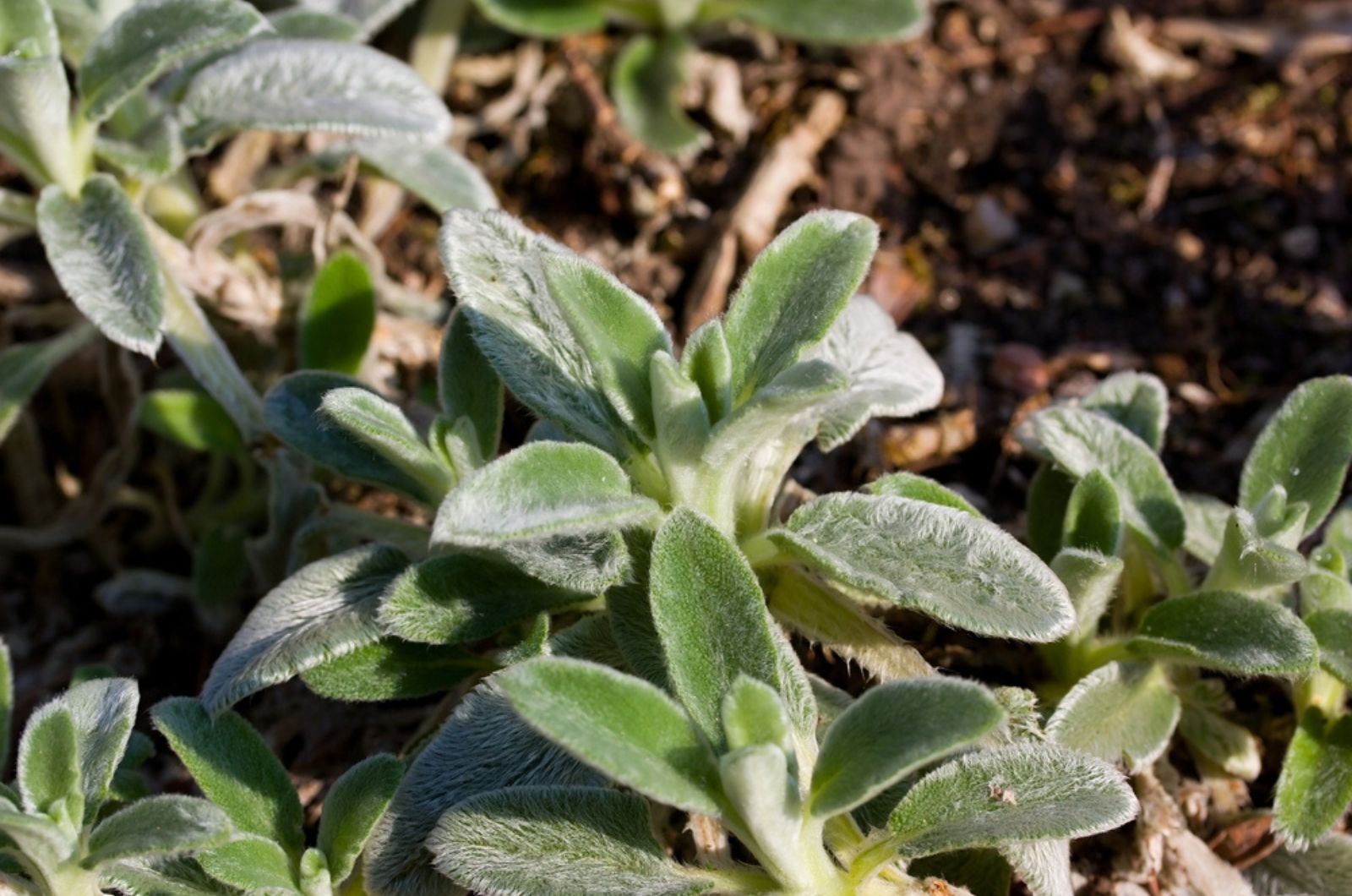 lambs ear in the garden