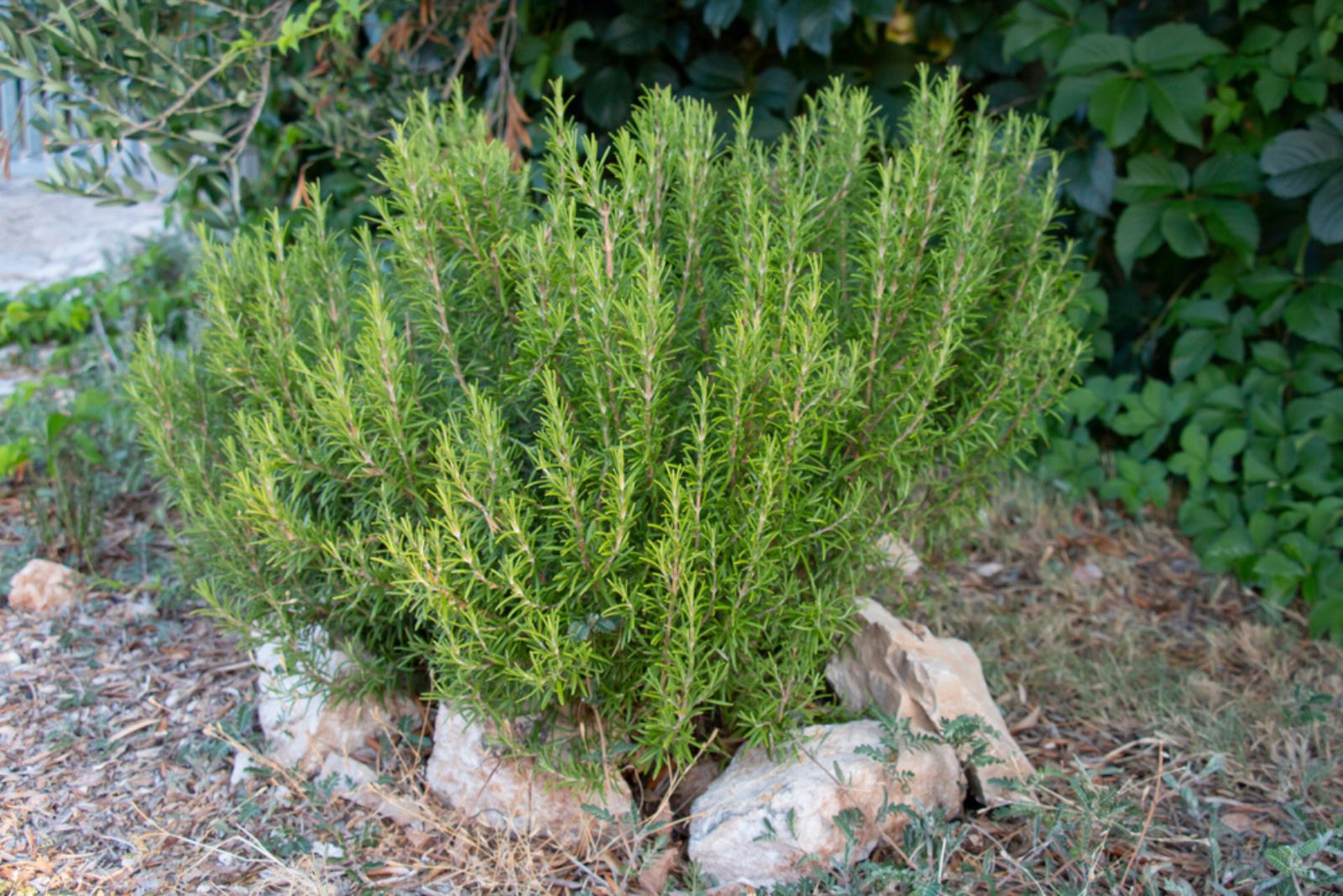 large green rosemary bush in the garden