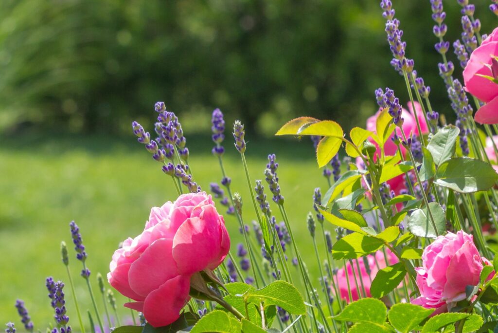 lavender and pink roses in the garden